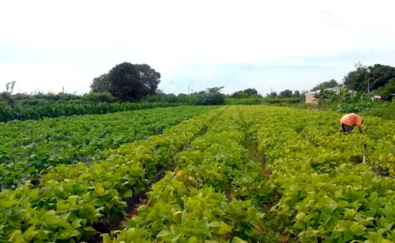 Câmara aprova política nacional para juventude rural e sucessão na agricultura familiar