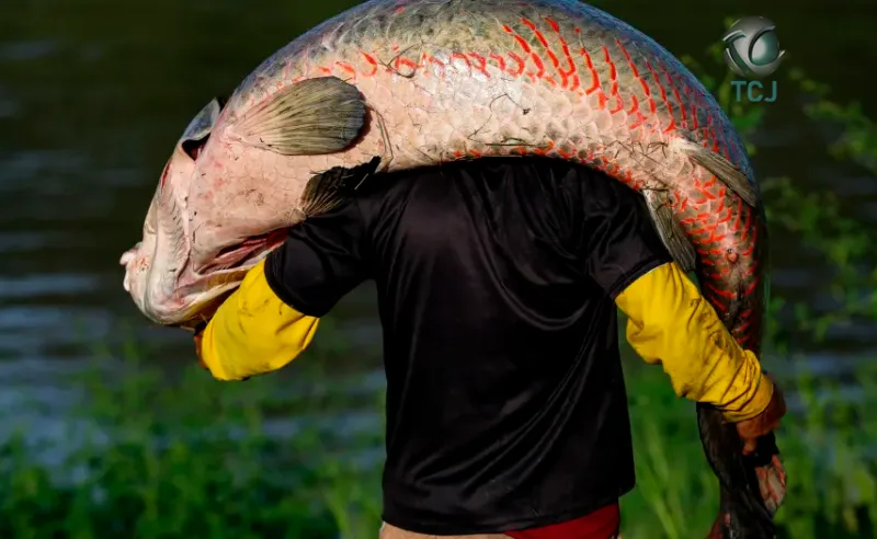 Peixe gigante da Amazônia de mais de 2 metros é pescado na Bahia; entenda qual é risco