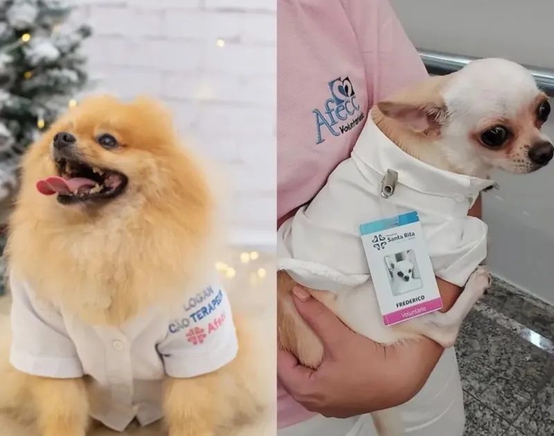 Pets poderão visitar pacientes internados no Espírito Santo após aprovação de projeto na Ales Pets poderão visitar pacientes internados no Espírito Santo após aprovação de projeto na Ales
