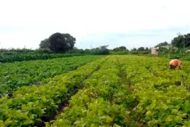 Câmara aprova política nacional para juventude rural e sucessão na agricultura familiar