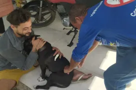 Conceição da Barra vacina mais de 650 cães e gatos contra a raiva