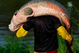 Peixe gigante da Amazônia de mais de 2 metros é pescado na Bahia; entenda qual é risco