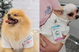 Pets poderão visitar pacientes internados no Espírito Santo após aprovação de projeto na Ales