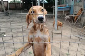 Projeto Adotar Pinheiros recebe apoio do Estado para ampliar resgates de animais