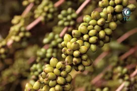 VBP do agro capixaba bate recorde histórico: R$ 31,2 bilhões